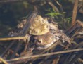 /album/my-local-birding-gallery/toads-mating-on-kerries-jpg/